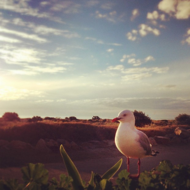 Seagull in Adelaide