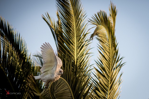 Bird In The Palms